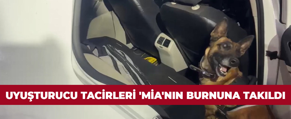 Uyuşturucu tacirleri 'Mia'nın burnuna takıldı